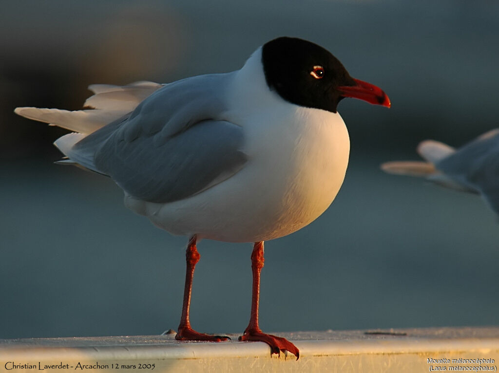 Mouette mélanocéphale