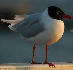 Mouette mélanocéphale