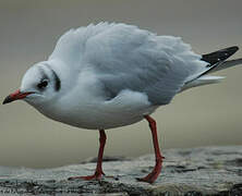 Mouette rieuse