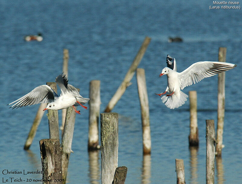 Black-headed Gull