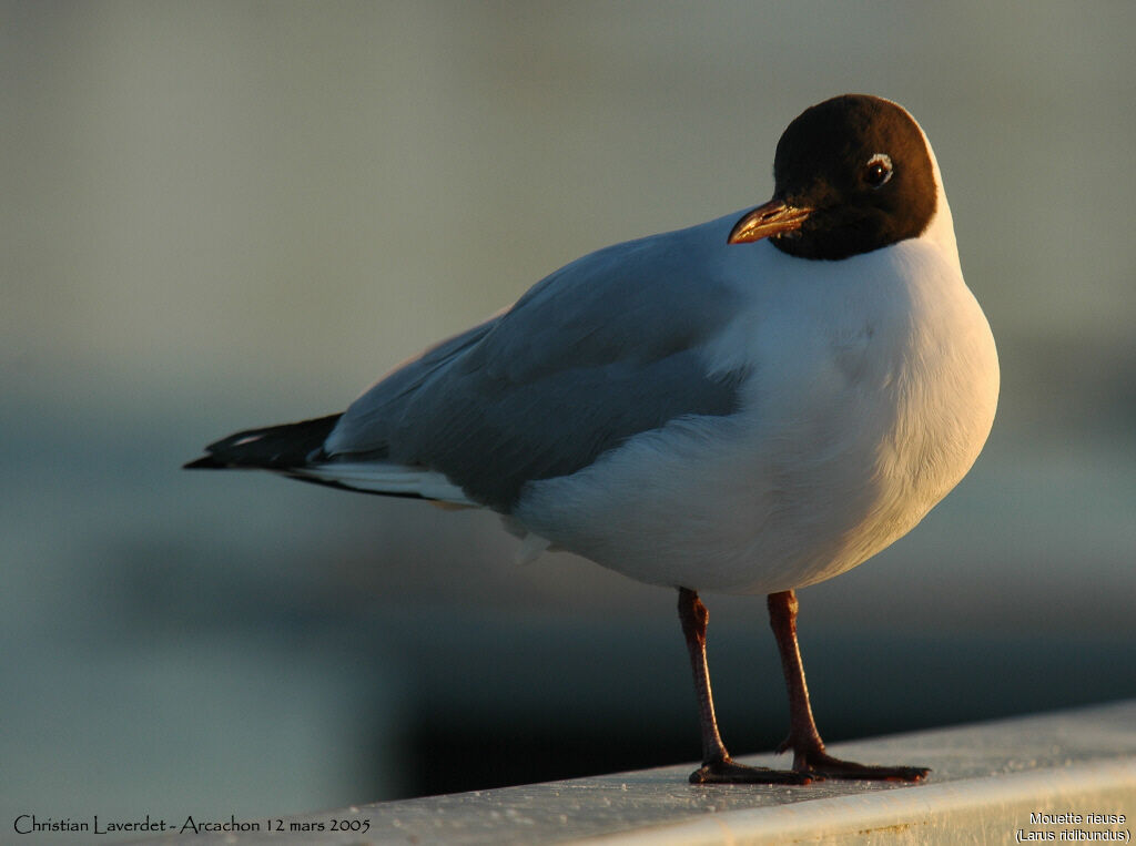 Mouette rieuse