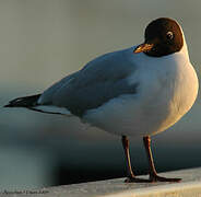 Mouette rieuse