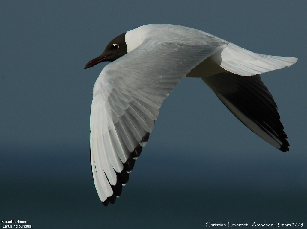 Mouette rieuse