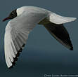 Mouette rieuse