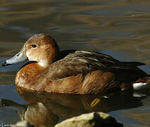 Rosy-billed Pochard