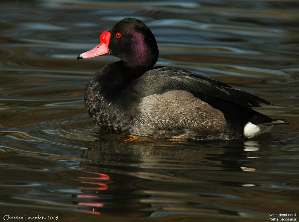 Rosy-billed Pochard