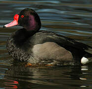 Rosy-billed Pochard