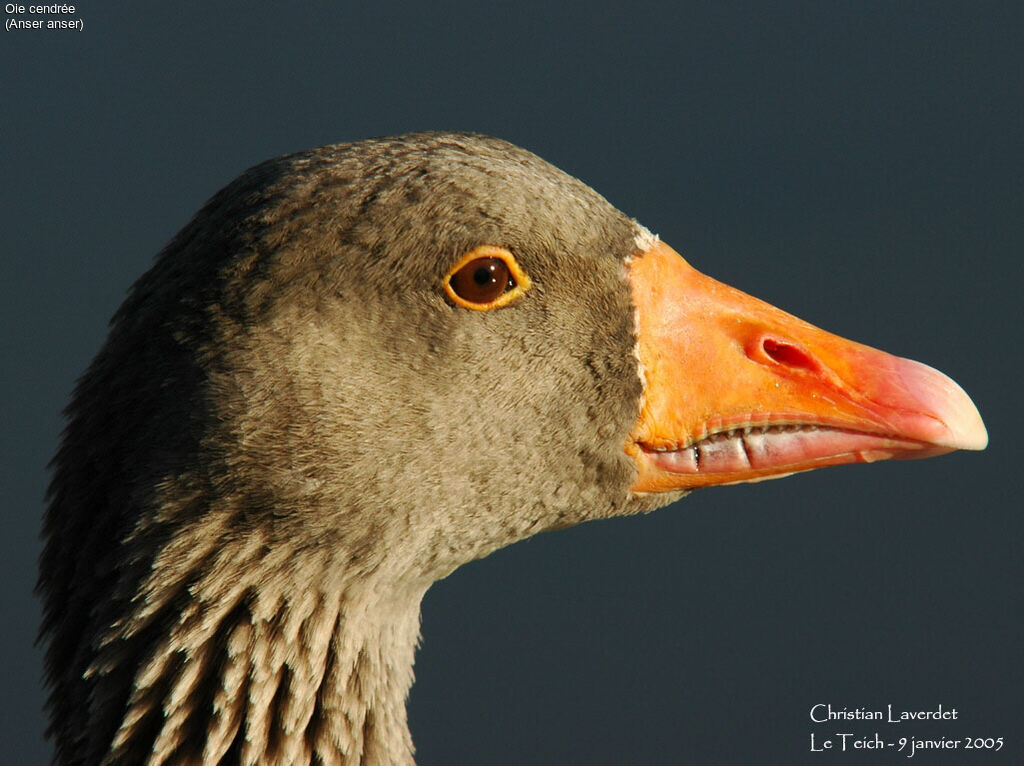 Greylag Goose