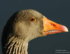 Greylag Goose