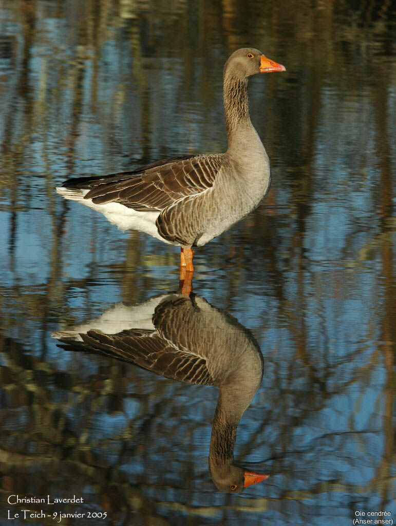 Greylag Goose