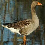 Greylag Goose