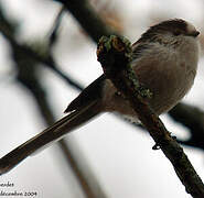 Long-tailed Tit