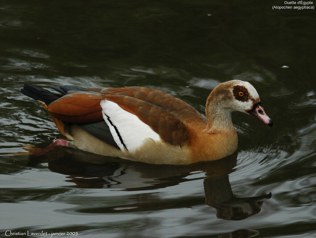 Egyptian Goose