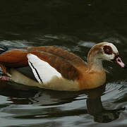 Egyptian Goose