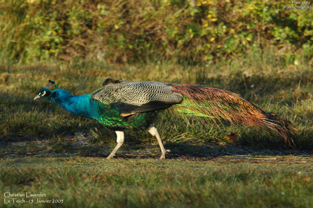 Indian Peafowl