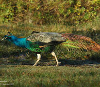 Indian Peafowl