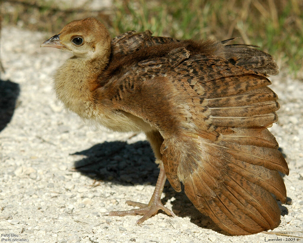 Indian Peafowl