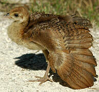 Indian Peafowl