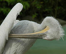 Dalmatian Pelican