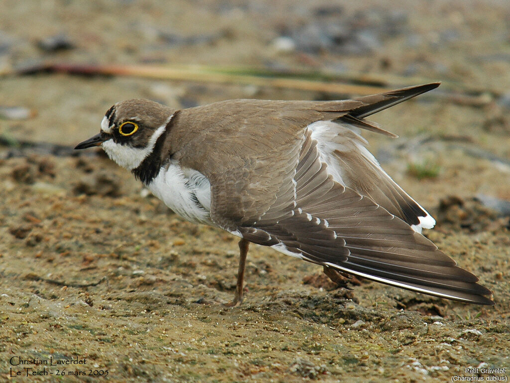 Little Ringed Plover