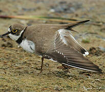 Little Ringed Plover