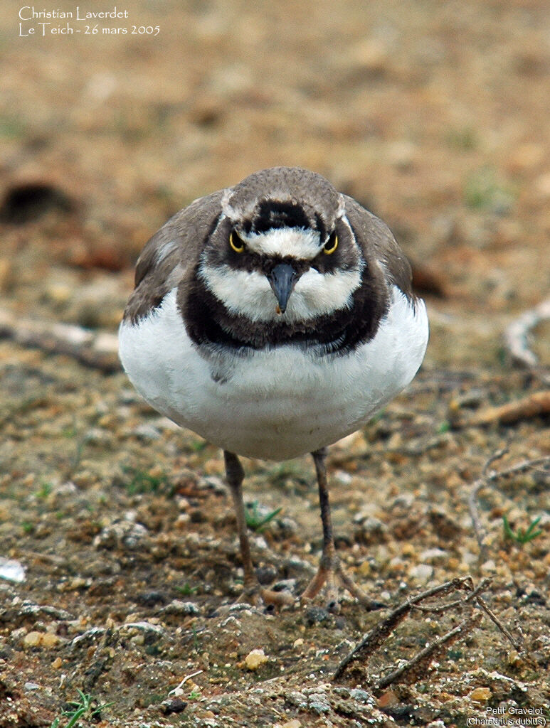 Little Ringed Plover