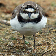 Little Ringed Plover