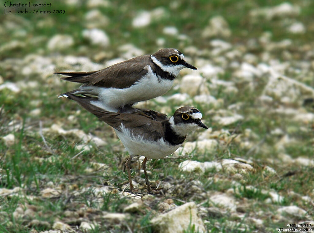 Little Ringed Plover