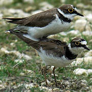 Little Ringed Plover