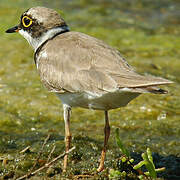 Little Ringed Plover