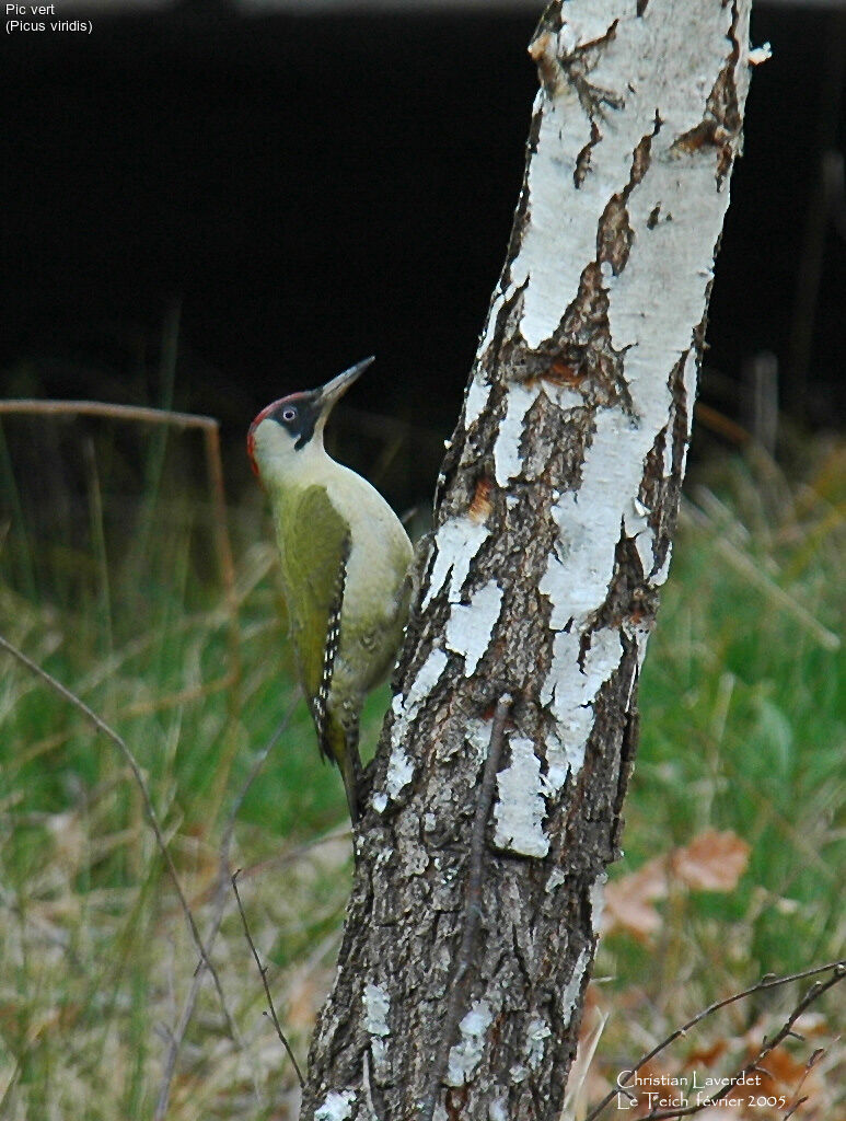 European Green Woodpecker