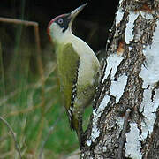 European Green Woodpecker