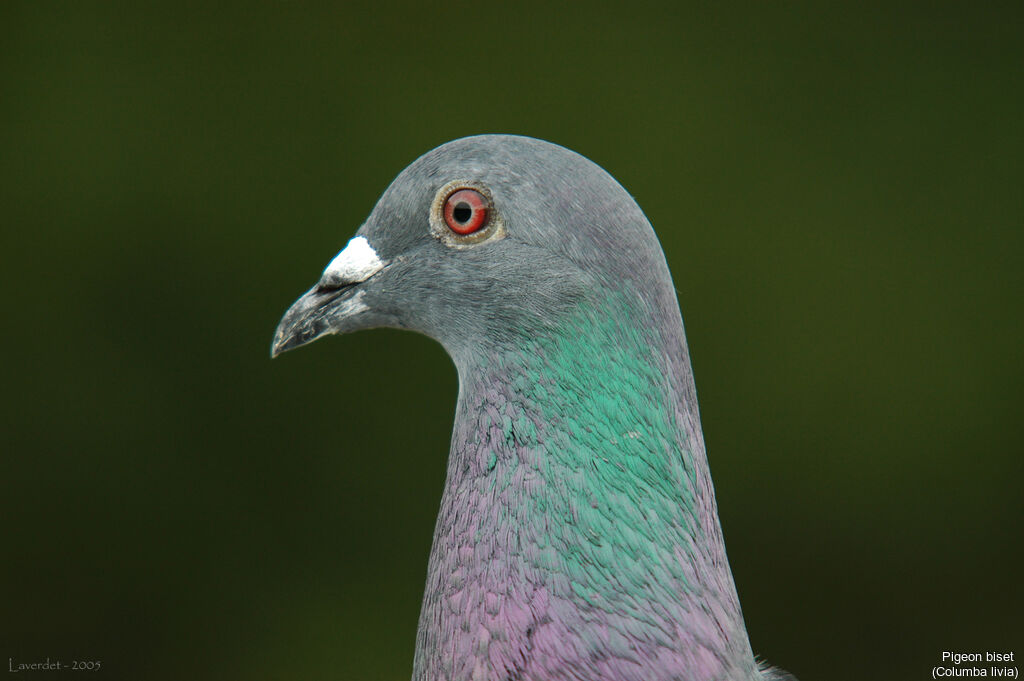 Rock Dove