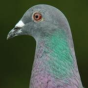 Rock Dove