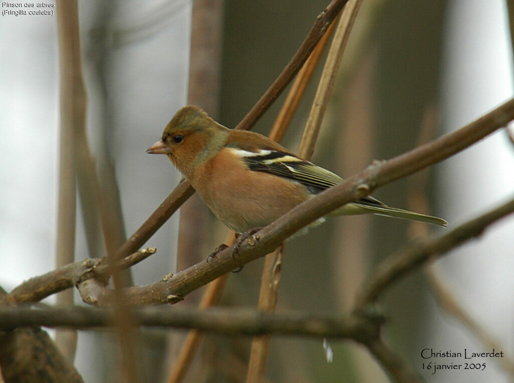 Pinson des arbres