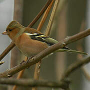 Eurasian Chaffinch