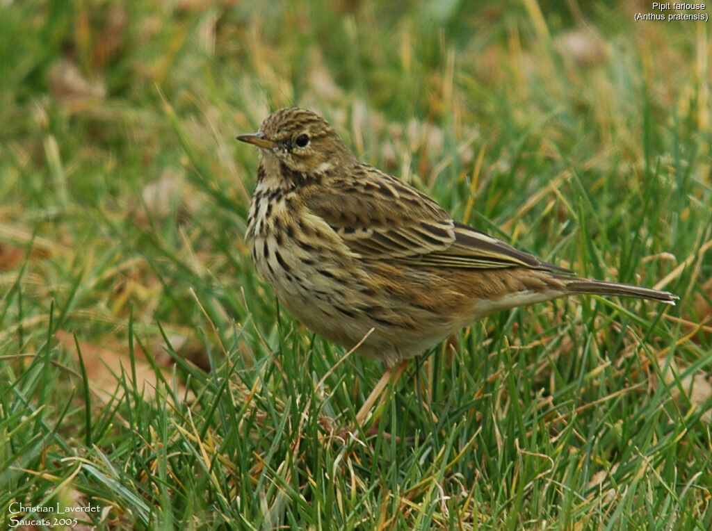 Meadow Pipit