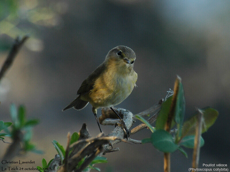 Common Chiffchaff