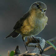 Common Chiffchaff