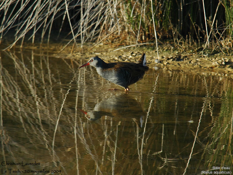 Water Rail