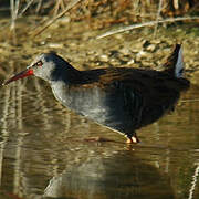 Water Rail