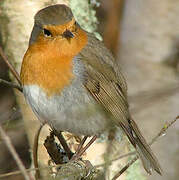 European Robin