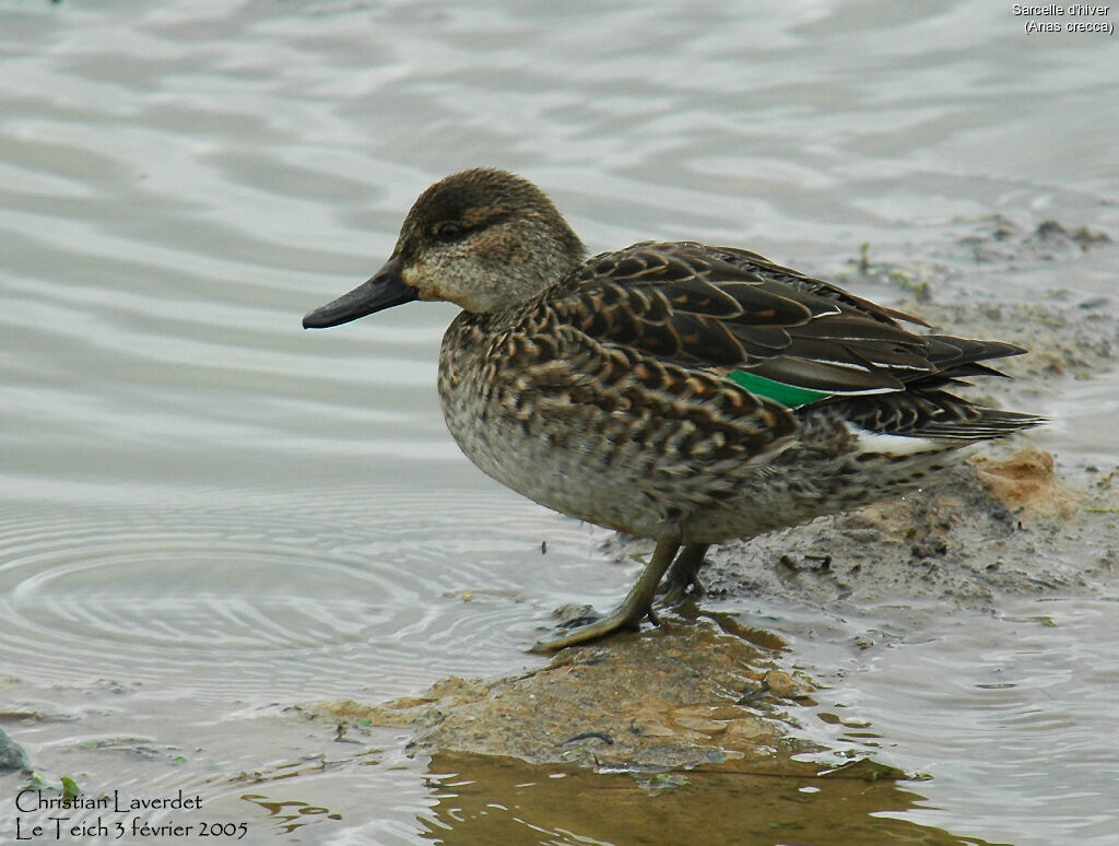 Eurasian Teal