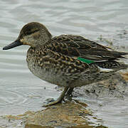 Eurasian Teal