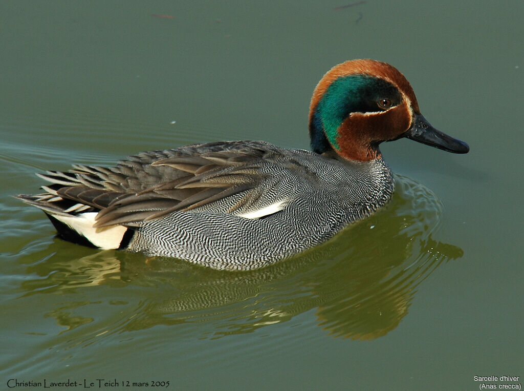 Eurasian Teal