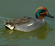 Eurasian Teal