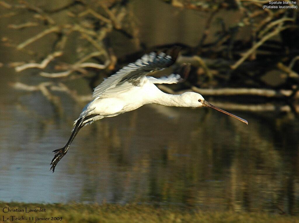 Eurasian Spoonbill