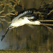 Eurasian Spoonbill