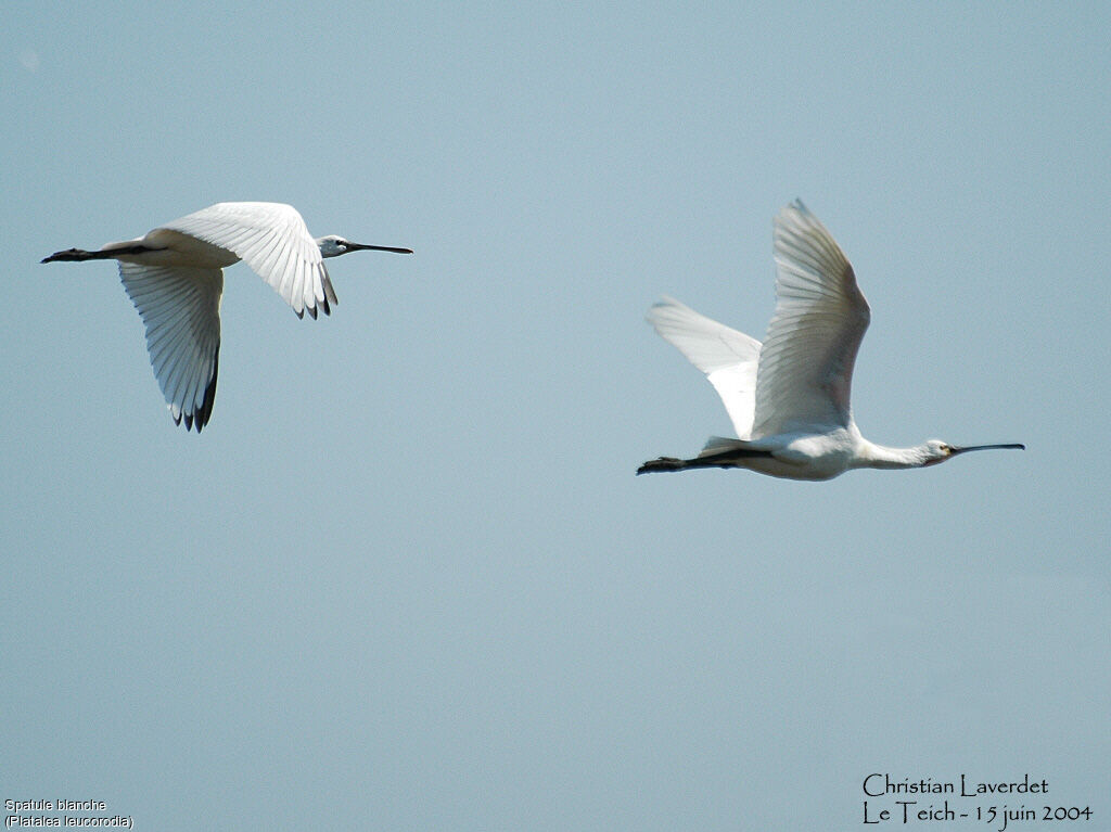 Eurasian Spoonbill