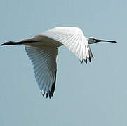 Eurasian Spoonbill